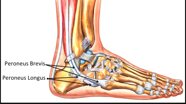 Figure-3-Tendons-of-the-peroneus-longus-and-brevis-600x371